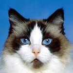 Funny Cats Puzzle