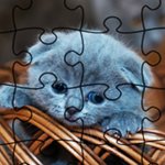 Jigsaw Puzzle: Cats
