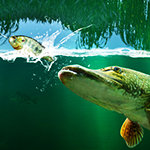 Willow Pond Fishing
