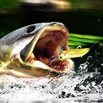 Backwater Fishing